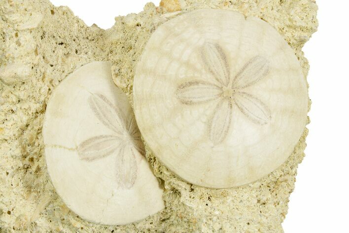 Two Fossil Sand Dollars (Scutella) - France #359696